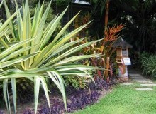 Kwikfynd Tropical Landscaping
killora