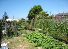 Kwikfynd Vegetable Gardens
killora